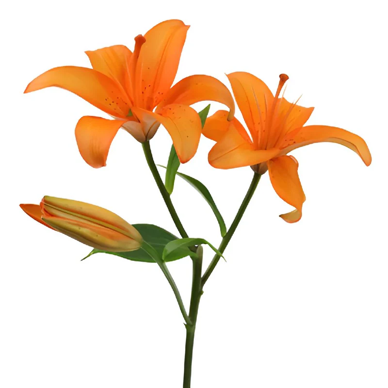 LILIUM